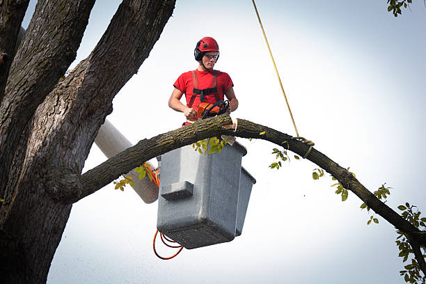 Best Large Tree Removal  in USA